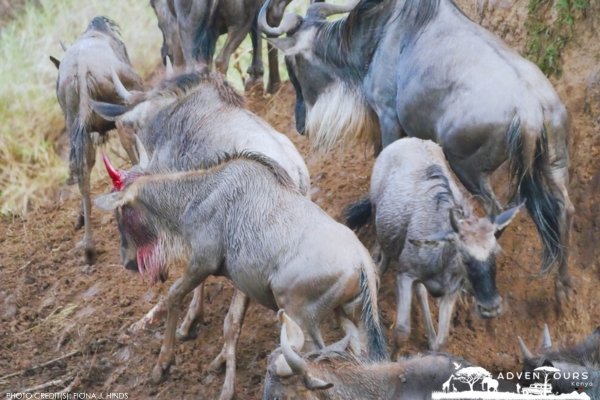 wilderbeest-migration-maasai-mara-adventours-kenya.com