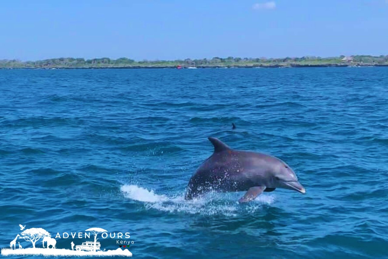 Wasini Island – Coral Garden Tour