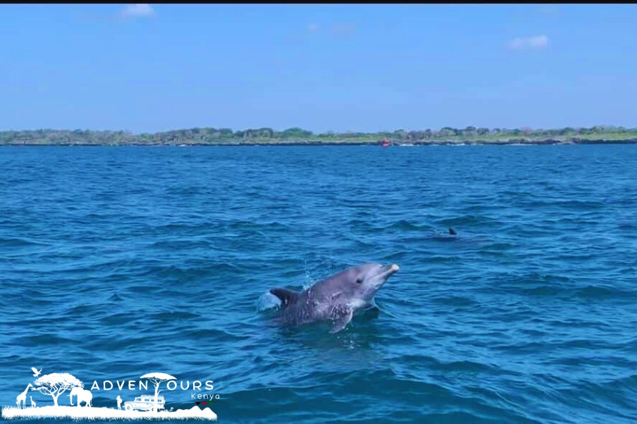 Wasini Island – Coral Garden Tour