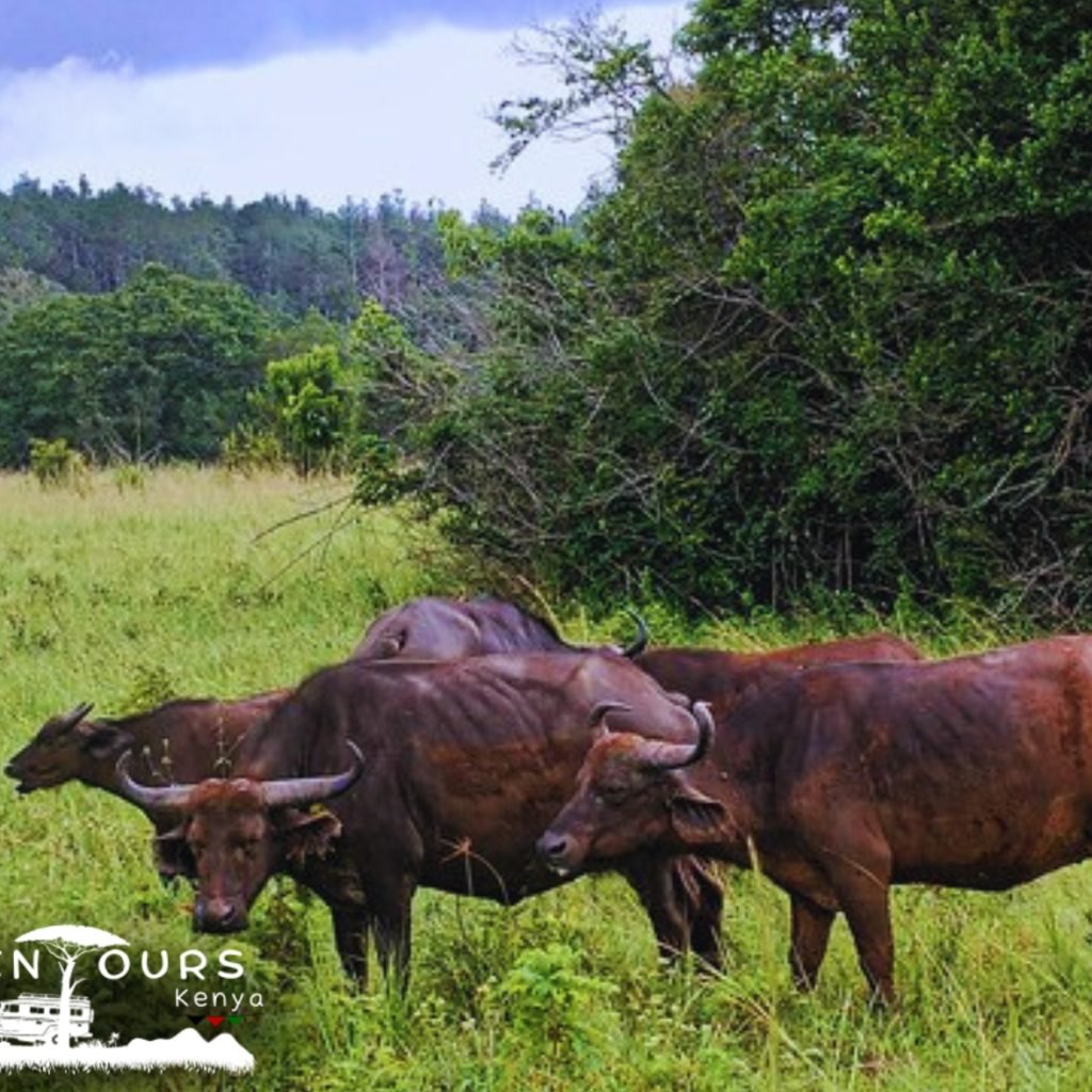 Shimba Hill Tour