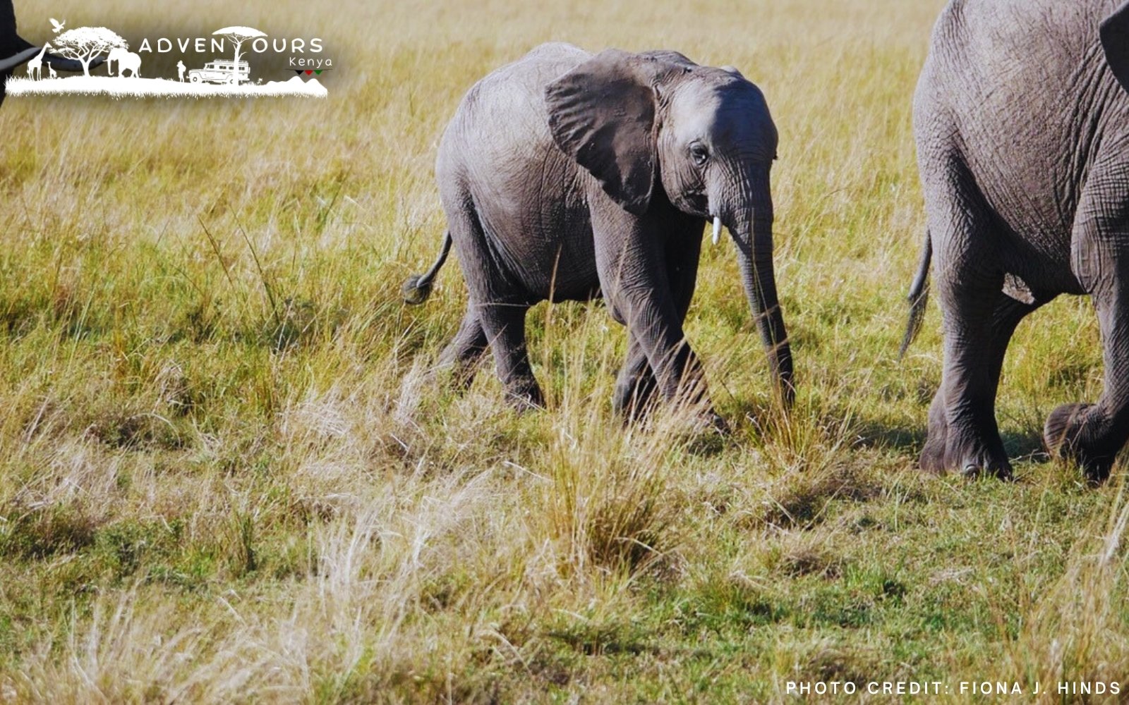 Day 1: Flight to Maasai Mara from Diani 