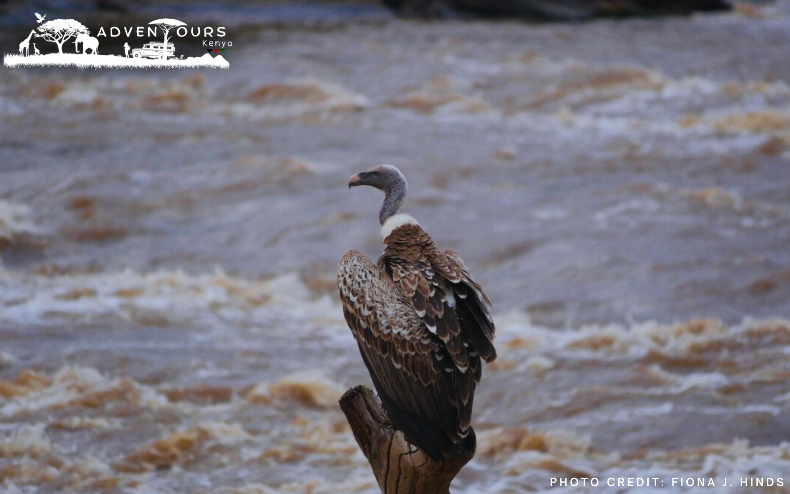 Day 4: Tsavo East - Diani