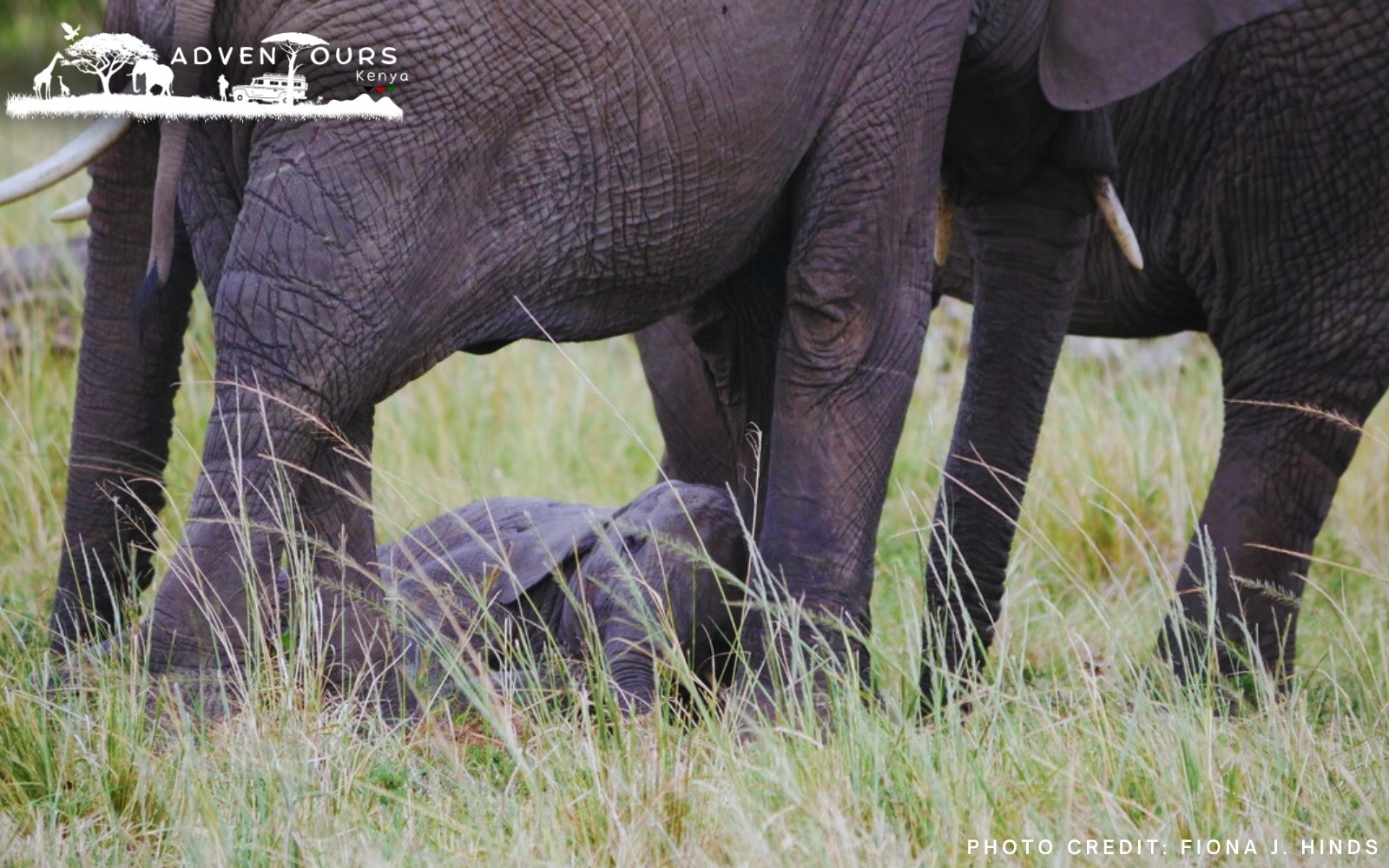 Day 2: Amboseli