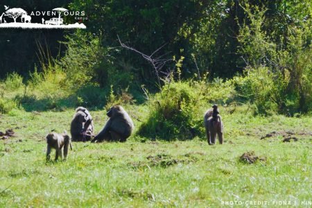 adventourskenya.com-amboseli-tsavo-east-safari