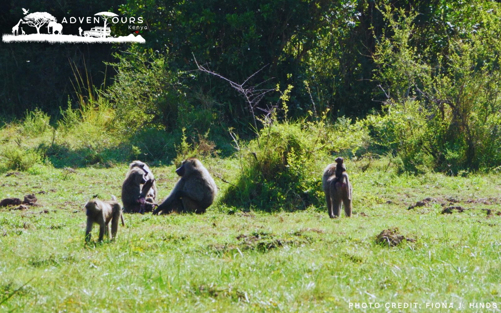 adventourskenya.com-amboseli-tsavo-east-safari