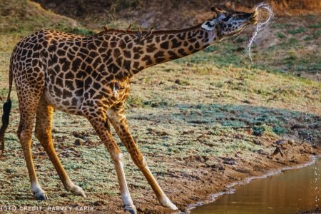 adventours-kenya-safari_tsavo