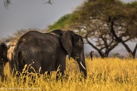adventours-kenya-safari_tsavo-and-amboseli