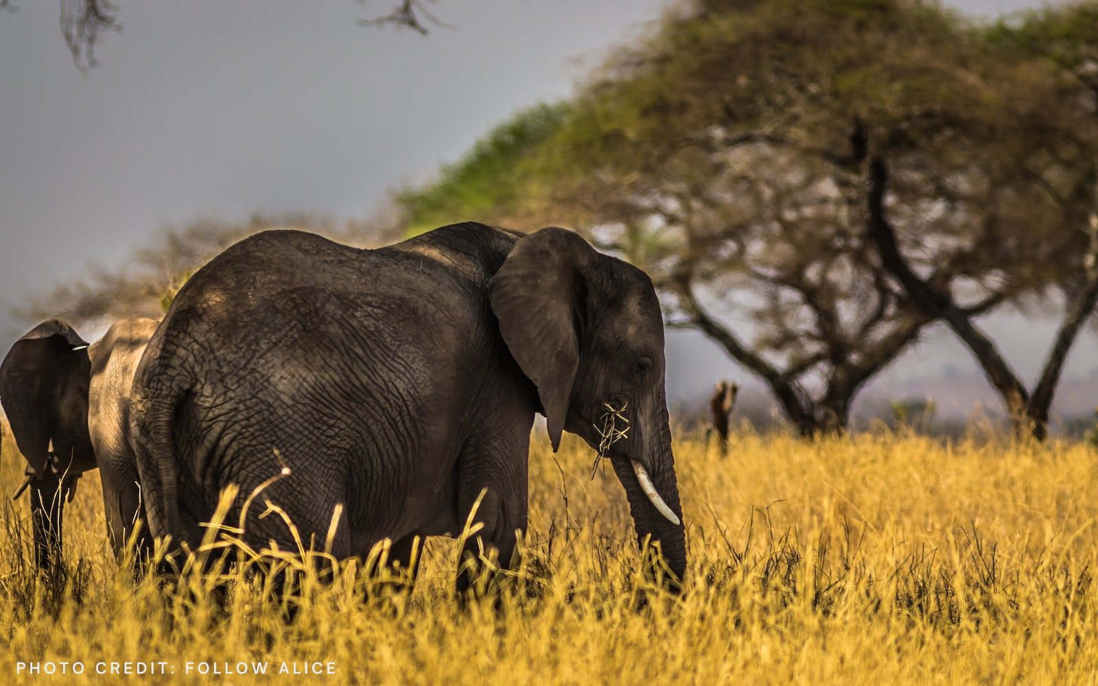 adventours-kenya-safari_tsavo-and-amboseli