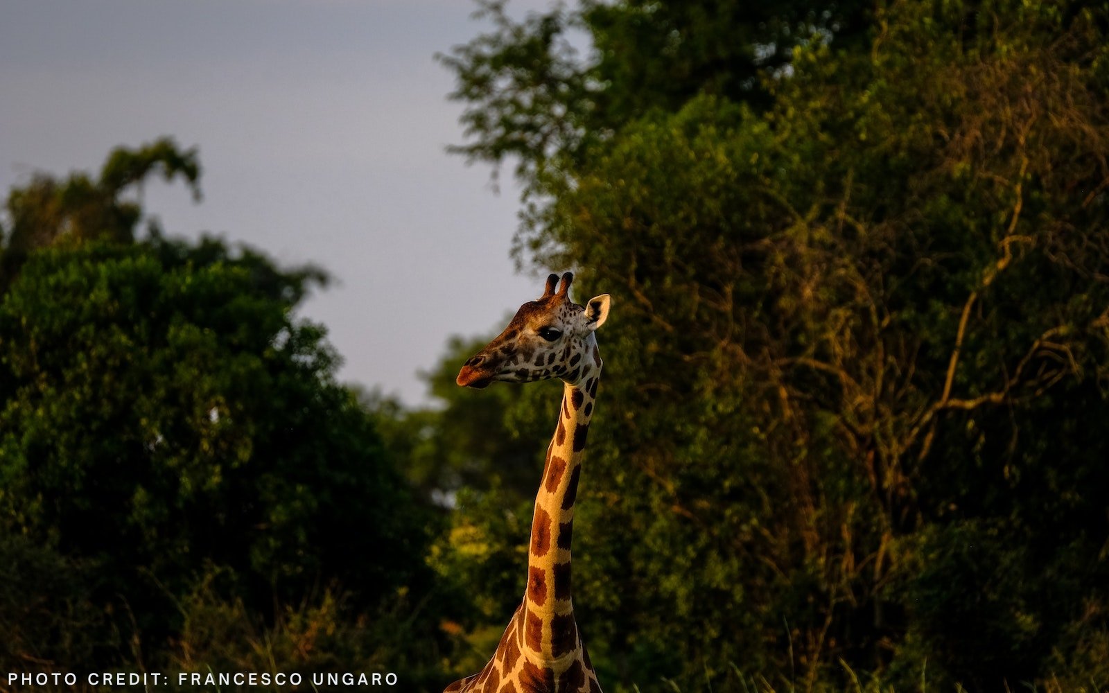 adventours-kenya-safari_tsavo-and-amboseli-giraffe