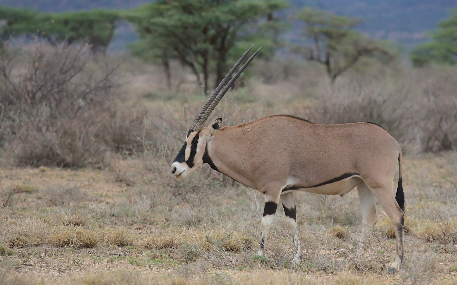 Day 3: Samburu