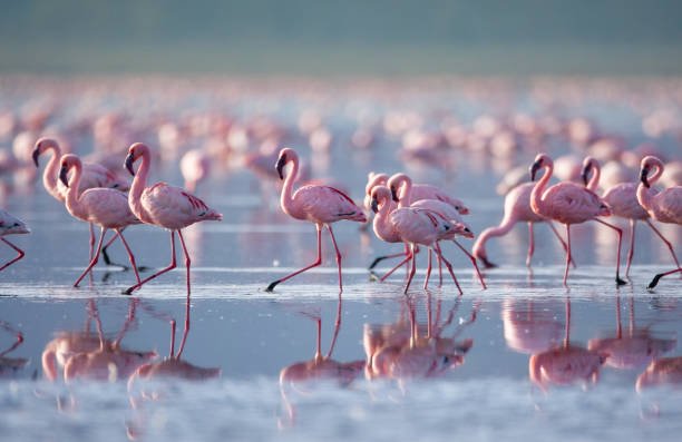 Day 4: Lake Nakuru National Park